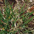 Alpine Meadow Grass