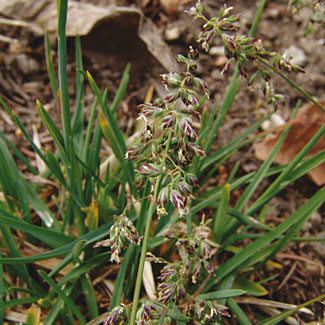 Alpine Meadow Grass