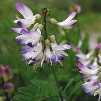 Alpine Milk-vetch