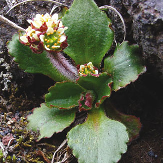 Alpine Saxifrage
