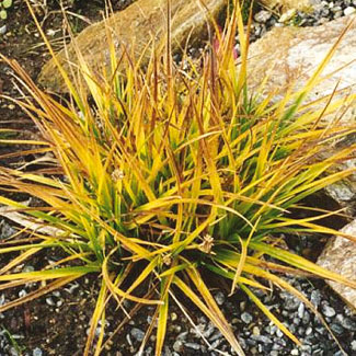 Alpine Sedge