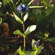 Alpine Speedwell