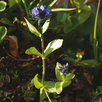 Alpine Speedwell