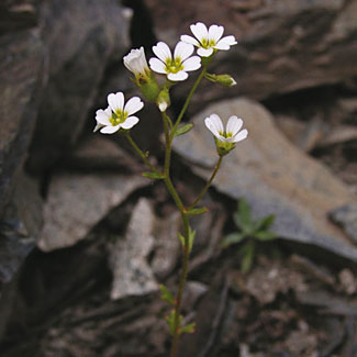 Ascending Saxifrage