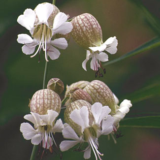 Bladder Campion