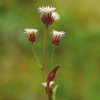 Blue Fleabane