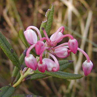 Bog Rosemary