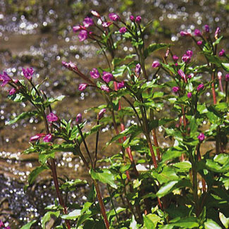Chickweed Willowherb