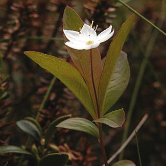Chickweed Wintergreen