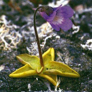 Common Butterwort