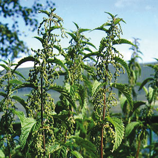 Common Nettle