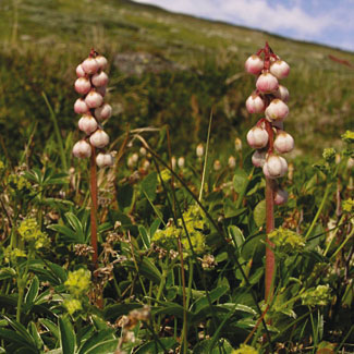 Common Wintergreen