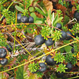 Crowberry