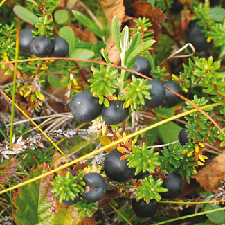 Crowberry