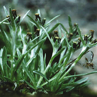 Dwarf Cudweed
