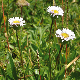 Dwarf Fleabane