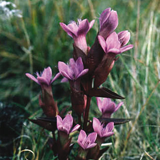 Field Gentian