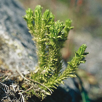 Fir Clubmoss