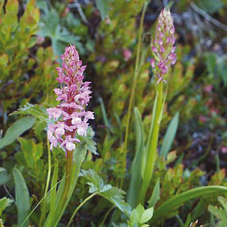 Fragrant Orchid
