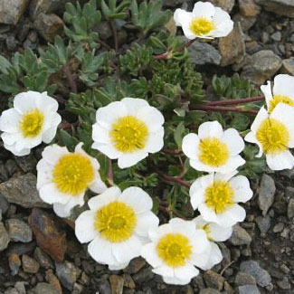 Glacier Buttercup