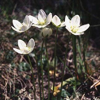 Grass-of-Parnassus