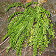 Green Spleenwort