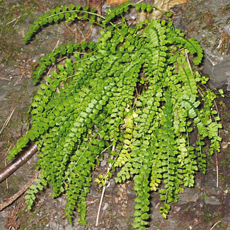 Green Spleenwort