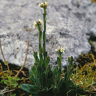 Hairy Rock Cress