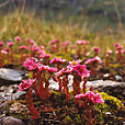 Hairy Stonecrop