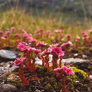 Hairy Stonecrop