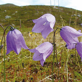 Harebell