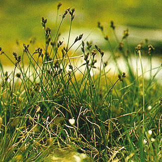 Hare's-foot Sedge