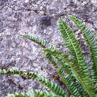 Holly-fern