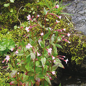 Hornemann&rsquo;s Willowherb