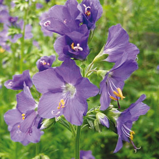 Jacob&rsquo;s Ladder