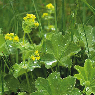 Lady&rsquo;s Mantle