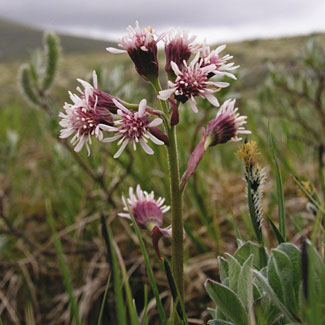 Lapland Butterbur