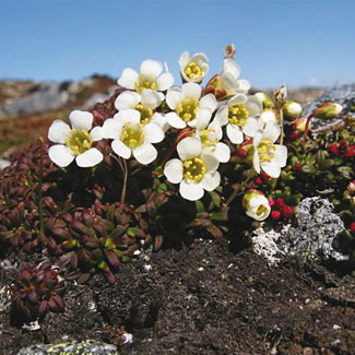 Lapland Diapensia