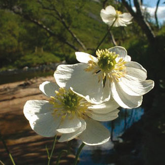 Large White Buttercup