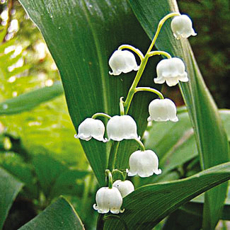 Lily-of-the-valley