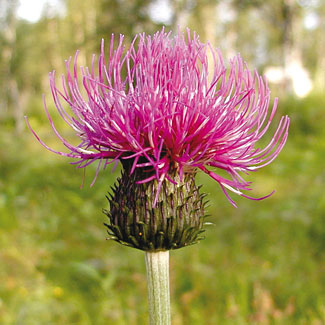 Melancholy Thistle