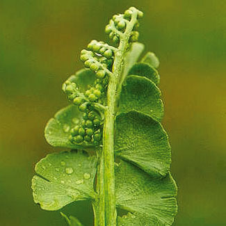 Moonwort