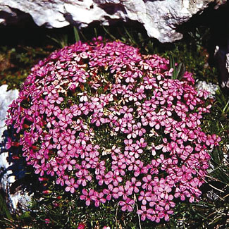 Moss Campion