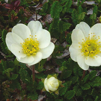 Mountain Avens