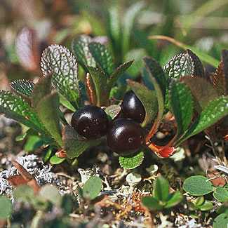 Mountain Bearberry