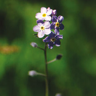 Mountain Forget-me-not