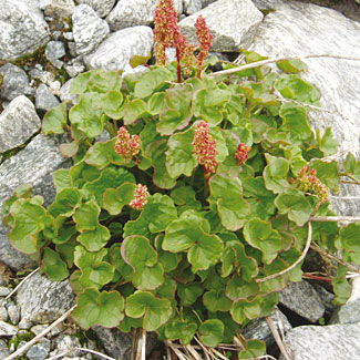 Mountain Sorrel