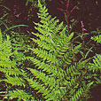 Northern Buckler Fern