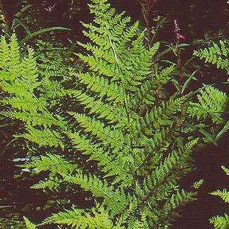 Northern Buckler Fern