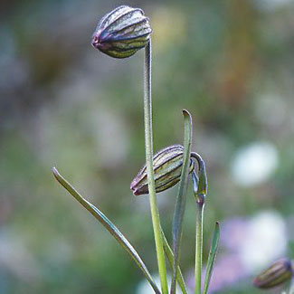 Northern Catchfly